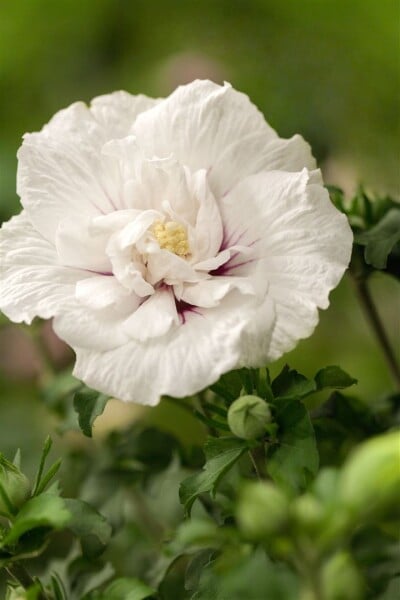 Hibiscus syriacus White Chiffon  60- 80 cm