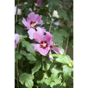 Hibiscus syriacus Woodbridge 9 cm Topf - Höhe...