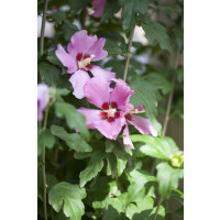 Hibiscus syriacus Woodbridge 9 cm Topf - Höhe...