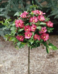 Hibiscus syriacus Woodbridge 80- 100 cm