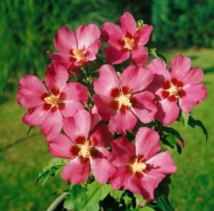 Hibiscus syriacus Woodbridge 80- 100 cm