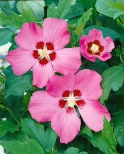 Hibiscus syriacus Woodbridge 80- 100 cm