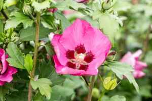 Hibiscus syriacus Woodbridge kräftig 100- 125 cm