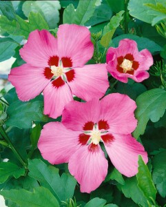 Hibiscus syriacus Woodbridge kräftig 100- 125 cm