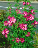 Hibiscus syriacus Woodbridge kräftig 100- 125 cm