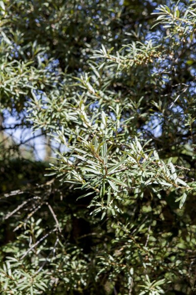 Hippophae rhamnoides Hikul 30- 40 cm