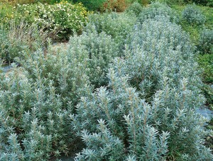 Hippophae rhamnoides Hikul 30- 40 cm