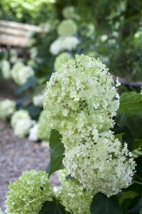 Hydrangea arborescens Annabelle kräftig 3xv mB 80- 100 cm kräftig