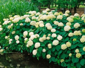 Hydrangea arborescens Annabelle kräftig 3xv mB 80- 100 cm kräftig