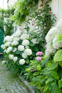 Hydrangea arborescens Annabelle kräftig 3xv mB 80- 100 cm kräftig