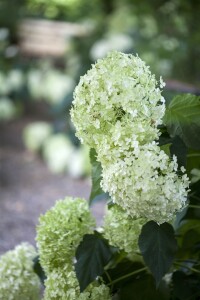 Hydrangea arborescens Annabelle kräftig 3xv mB 80- 100 cm kräftig