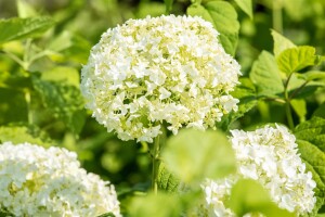 Hydrangea arborescens Annabelle kräftig 3xv mB 80- 100 cm kräftig