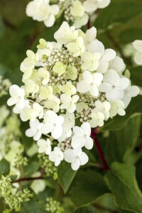 Hydrangea arborescens Annabelle kräftig 3xv mB 80- 100 cm kräftig