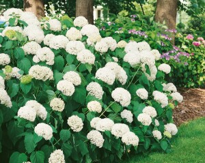 Hydrangea arborescens Annabelle kräftig 3xv mB 80- 100 cm kräftig