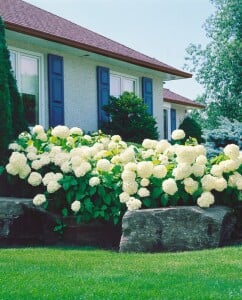 Hydrangea arborescens Annabelle kräftig 3xv mB 80- 100 cm kräftig