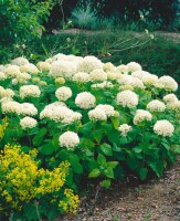 Hydrangea arborescens Annabelle kräftig 3xv mB 80- 100 cm kräftig