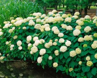 Hydrangea arborescens Annabelle kräftig 3xv mB 80- 100 cm kräftig