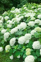 Hydrangea arborescens Annabelle kräftig 3xv mB 80- 100 cm kräftig