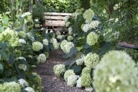 Hydrangea arborescens Annabelle kräftig 3xv mB 80- 100 cm kräftig