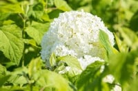 Hydrangea arborescens Annabelle kräftig 3xv mB 80- 100 cm kräftig