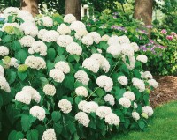 Hydrangea arborescens Annabelle kräftig 3xv mB 80- 100 cm kräftig