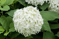 Hydrangea arborescens Annabelle kräftig 3xv mB 80- 100 cm kräftig