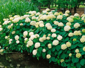 Hydrangea arborescens Annabelle kräftig 3xv mDb 100- 125 cm