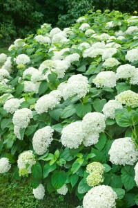 Hydrangea arborescens Annabelle kräftig 3xv mDb 100- 125 cm