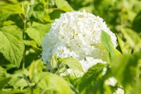 Hydrangea arborescens Annabelle kräftig 3xv mDb 100- 125 cm