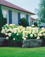 Hydrangea arborescens Annabelle kräftig 3xv mDb 100- 125 cm