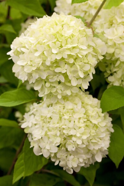 Hydrangea Limelight 40- 60 cm