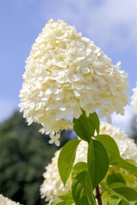 Hydrangea Limelight 40- 60 cm