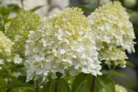 Hydrangea Limelight 40- 60 cm