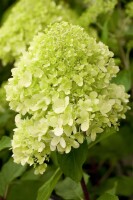 Hydrangea Limelight 40- 60 cm