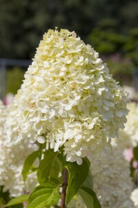 Hydrangea Limelight 60- 100 cm