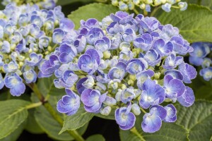 Hydrangea macrophylla Hovaria Hopcorn 30- 40 cm