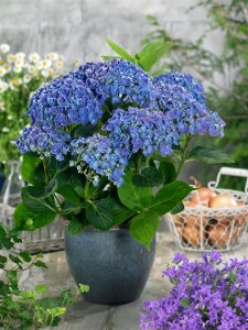 Hydrangea macrophylla Hovaria Hopcorn 30- 40 cm