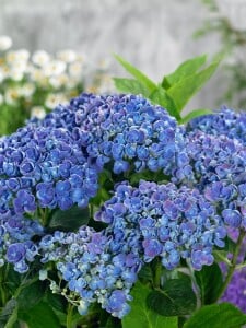 Hydrangea macrophylla Hovaria Hopcorn 30- 40 cm