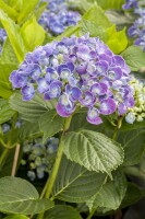 Hydrangea macrophylla Hovaria Hopcorn 30- 40 cm