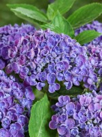 Hydrangea macrophylla Hovaria Hopcorn 30- 40 cm