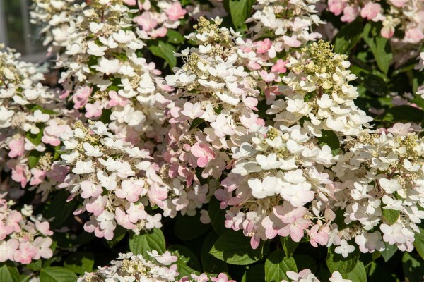 Hydrangea paniculata Early Harry C5 40