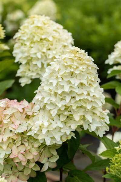 Hydrangea paniculata Magical Candle  40- 60 cm