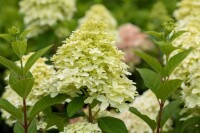 Hydrangea paniculata Magical Candle  40- 60 cm