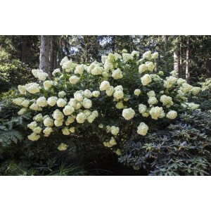Hydrangea paniculata Phantom 9 cm Topf - Höhe variiert