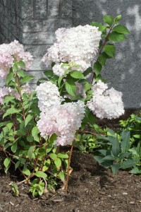 Hydrangea paniculata Vanille Fraise 80- 100 cm