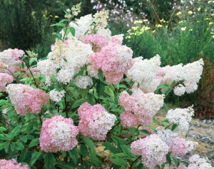 Hydrangea paniculata Vanille Fraise 80- 100 cm