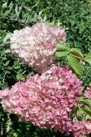 Hydrangea paniculata Vanille Fraise 80- 100 cm