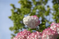 Hydrangea paniculata Vanille Fraise 80- 100 cm