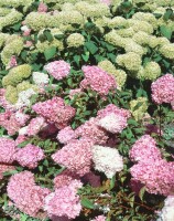 Hydrangea paniculata Vanille Fraise 80- 100 cm