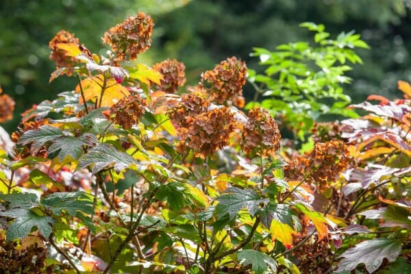 Hydrangea quercifolia Amethyst 9 cm Topf - Höhe variiert